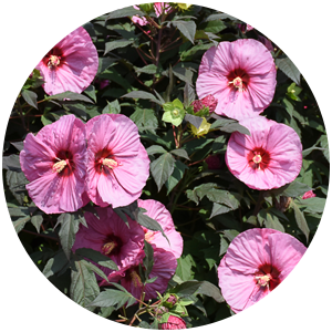 Hibiscus Berry Awesome  Berry Awesome Hardy Mallow