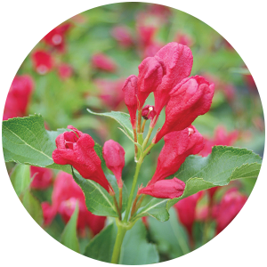 Sonic Bloom® Pure Pink Weigela - My Proven Winners ColorChoices