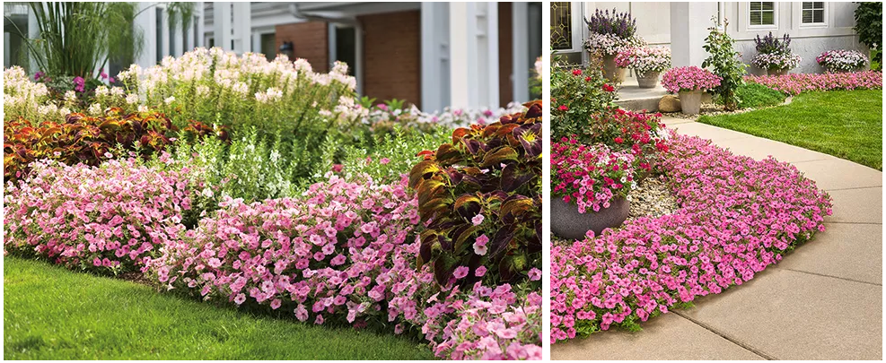 copy-of-hanging-baskets-1 – National Plant of the Year