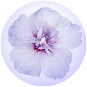blue chiffon hibiscus macro
