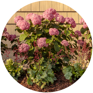 invincibelle ruby hydrangea landscape