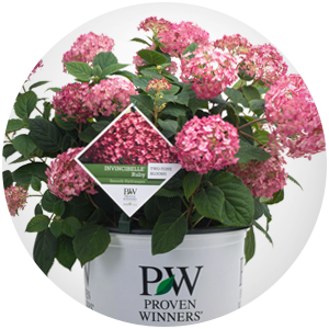 invincibelle ruby hydrangea gallon pot