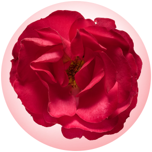 oso easy double red rose macro