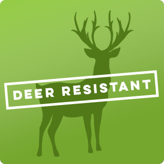 deer resistant