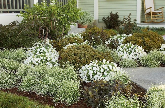 diamond frost garden bed 