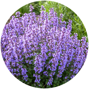 Nepeta 'CAT'S PAJAMAS' 