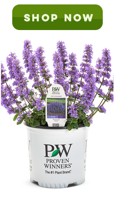 cat's pajamas catmint canada