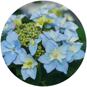 Tuff Stuff® Reblooming Mountain Hydrangea