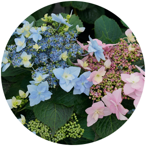 tuff stuff ah-ha hydrangea companion plants