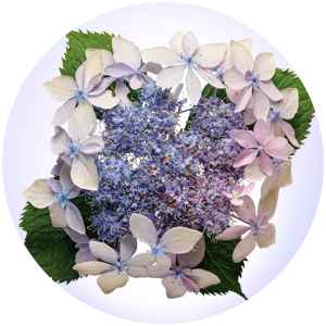 Hydrangea Tuff Stuff Ah-Ha® Mountain Hydrangea