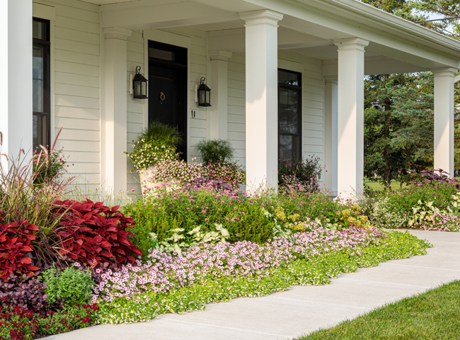 diamond frost garden bed 