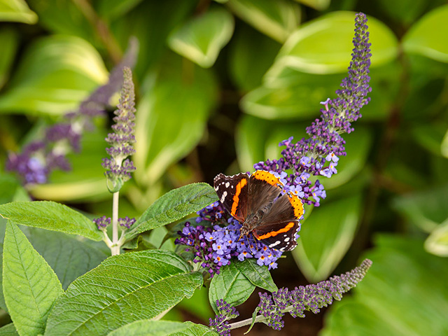 pugster blue buddleia with butterfly