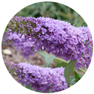 pugster blue buddleia closeup