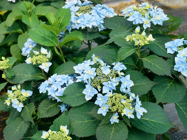 Tuff Stuff® Reblooming Mountain Hydrangea