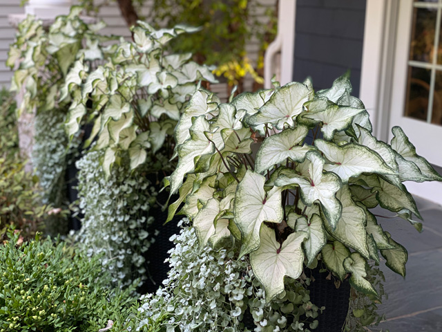 white wonder caladium front porch