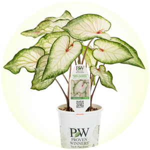 white wonder caladium branded container