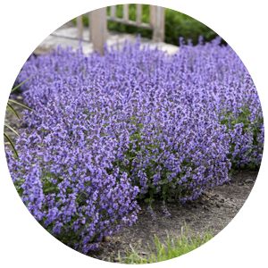 Nepeta 'Cat's Pajamas'  Rustic landscaping front yard, Front yard