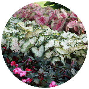 white wonder caladium landscape