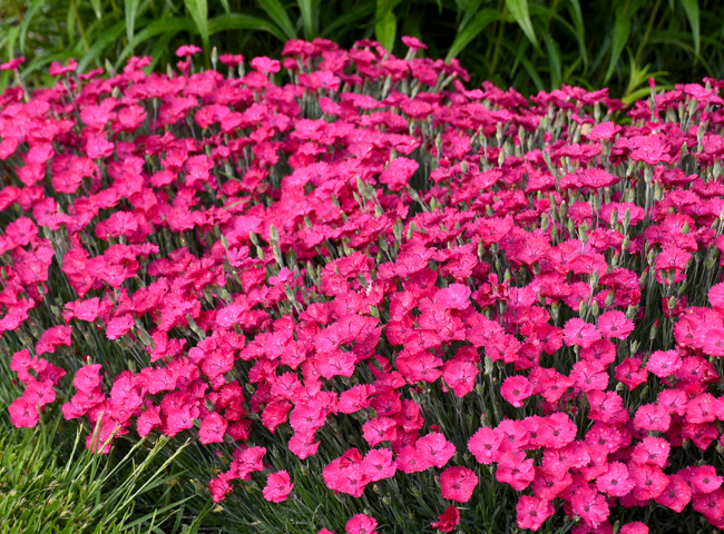 Paint the Town Red' - Pinks - Dianthus hybrid