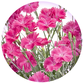 Paint the Town Red' - Pinks - Dianthus hybrid