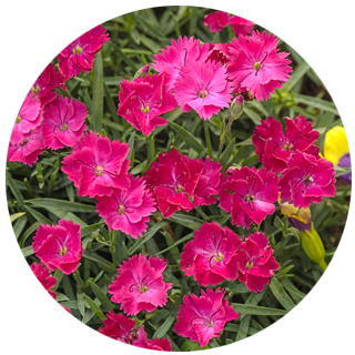 paint the town magenta dianthus