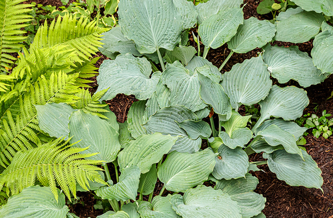 2022 Hosta Of The Year – National Plant of the Year