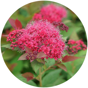 double play doozie spiraea