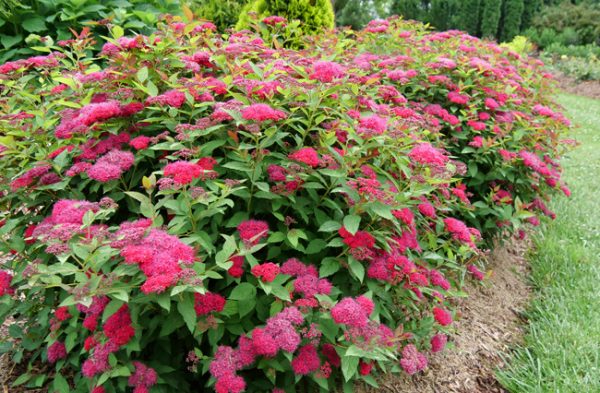 2022 Flowering Shrub of the Year – National Plant of the Year