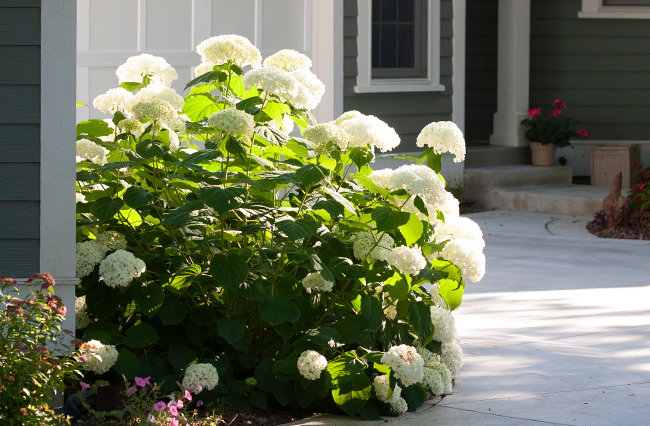 incrediball hydrangea in the landscape