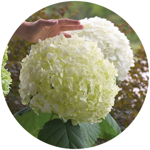 incrediball hydrangea shade