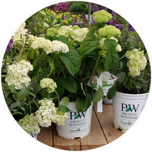 incrediball hydrangea planting