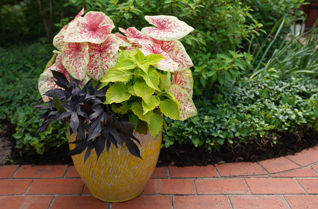 raspberry moon caladium combo