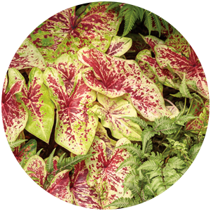 raspberry moon caladium landscape