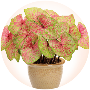 caladium bulbs