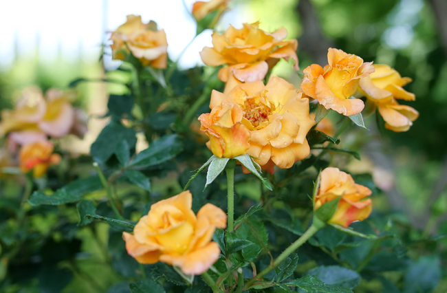 suñorita rose in the garden
