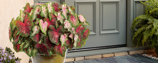 sweetheart passion caladium recipe