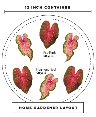 sweetheart passion recipe planting diagram