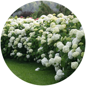 incrediball hydrangea uses circle