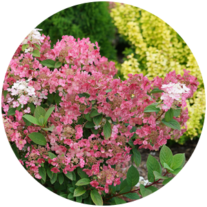 planting little quick fire hydrangea paniculata