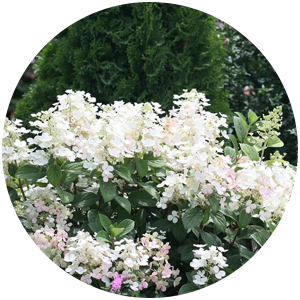 little quick fire hydrangea uses