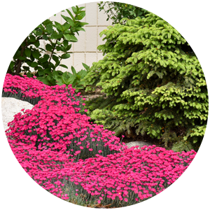 paint the town magenta dianthus companion plants
