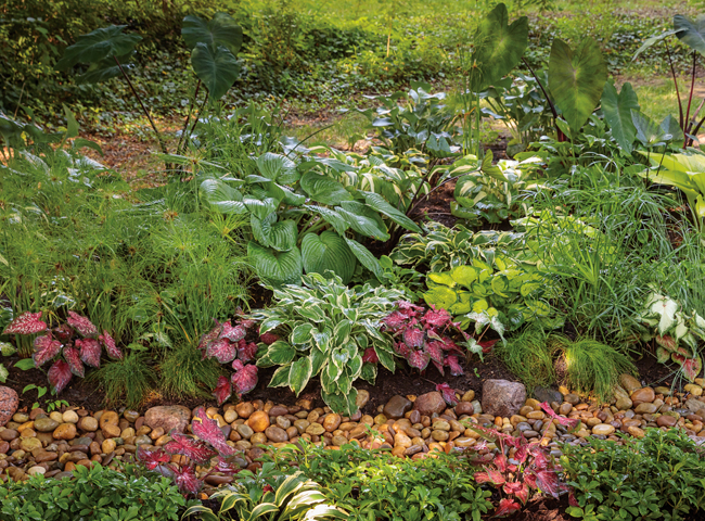 prince tut cyperus garden bed 