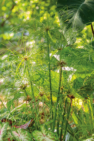 prince tut cyperus garden bed 2