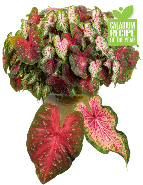 sweetheart passion caladium recipe