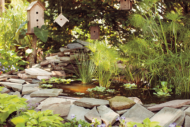 prince tut cyperus in a water garden