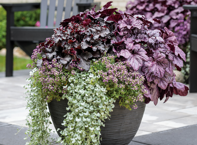 coral bells in containers