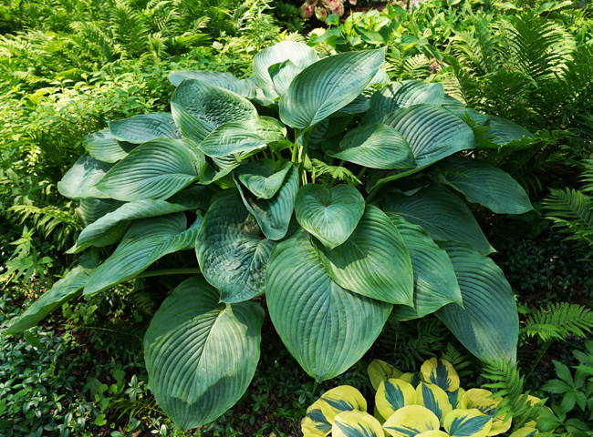 empress wu hosta in the garden