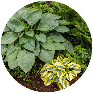 empress wu hosta companion plants