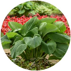 shadowland empress wu hosta