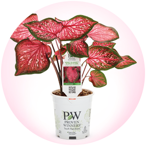 heart to heart 'scarlet flame' caladium branded container